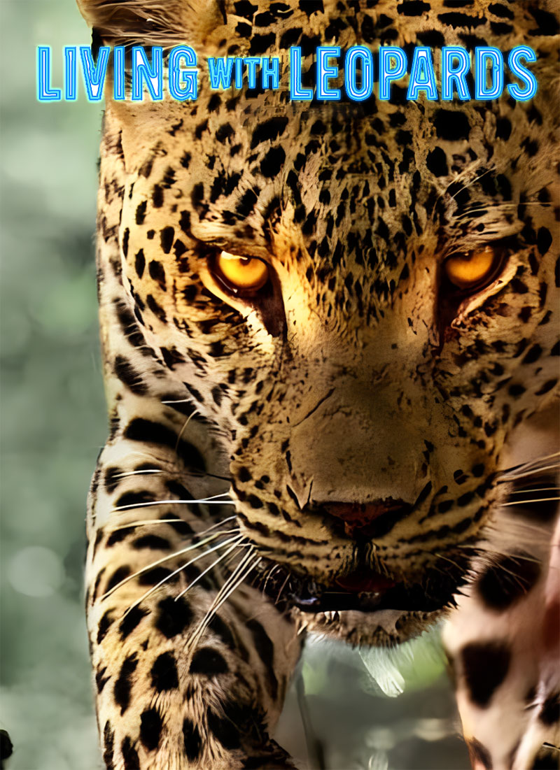 1715726730292657.jpg 幼豹成长记a.jpg