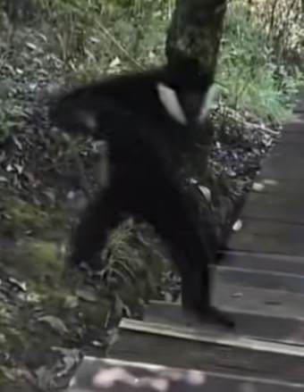 一只帅帅的天彗龙